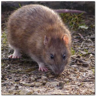 Brown Rat 7