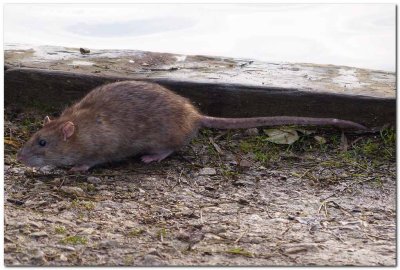 Brown Rat  4