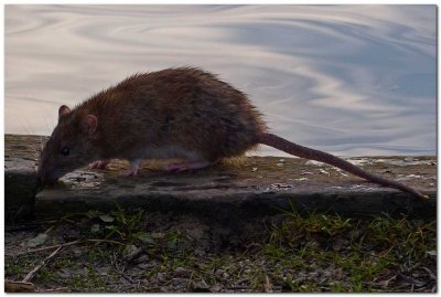 Brown Rat 5