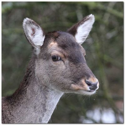 Fallow Deer     IMG_1243