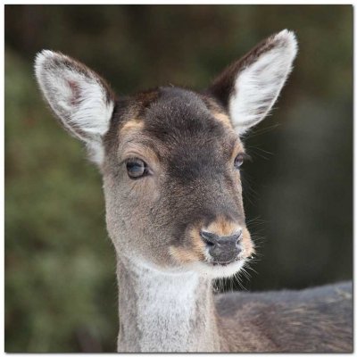 Fallow Deer          IMG_1270