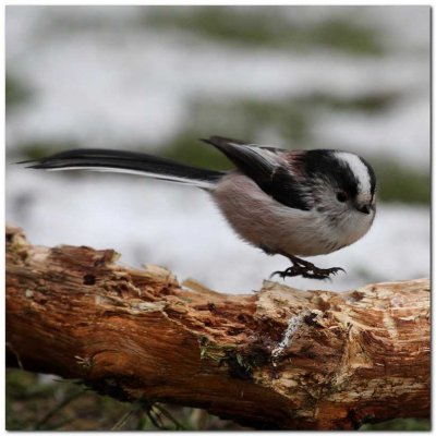 Long tailed Tit