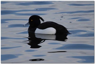 Tufted Duck 1701