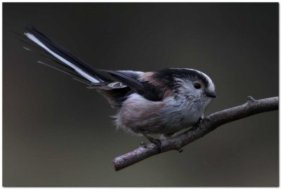 Long Tailed tit 2171