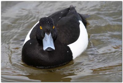 Tufted Duck 3191