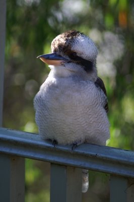 kookaburra 3