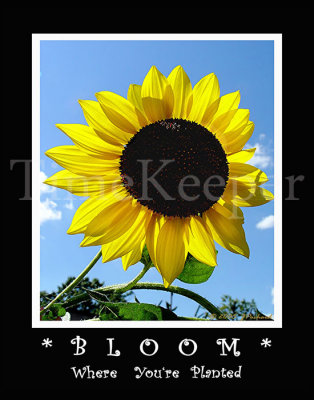 Bloom 11x14 edit.jpg