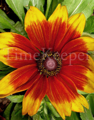 Sunburst flower 11x14.jpg