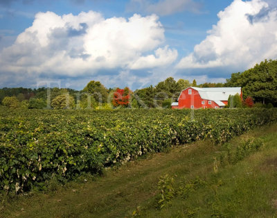 Upstate Vineyard 11x14.jpg