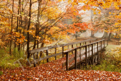 Autumn Woods.jpg