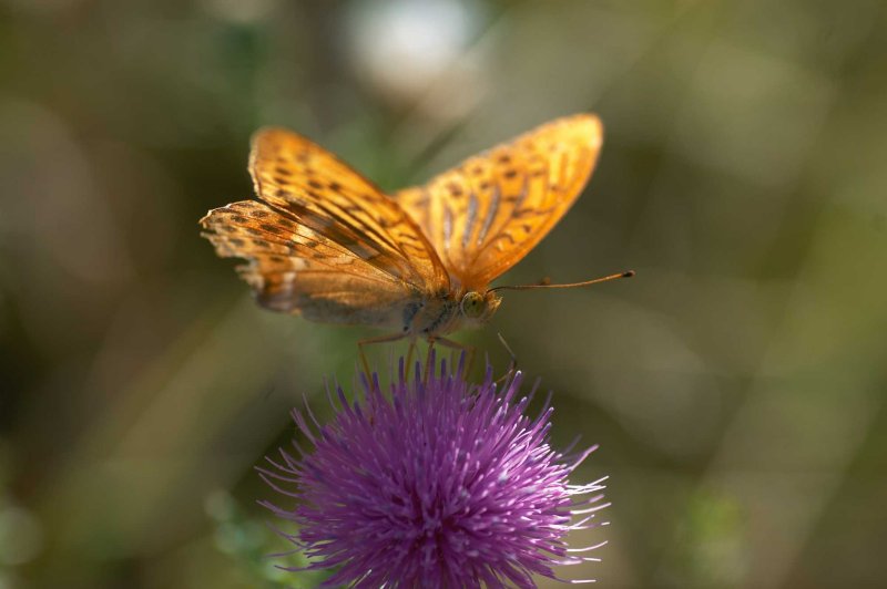 Argynnis paphia