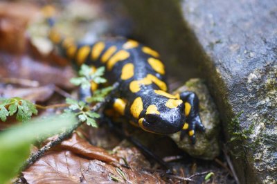 Salamandra salamandra