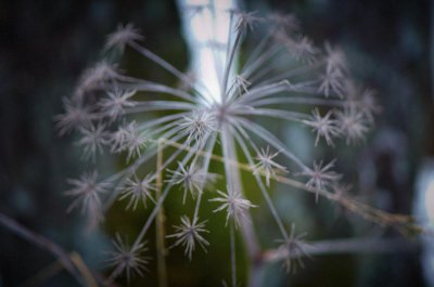 Star Cluster