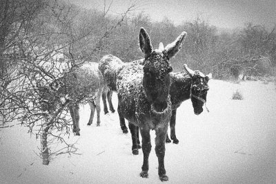 Ice Donkeys