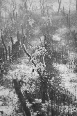 Abandoned Vinyard