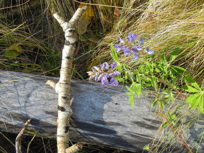 Last Lupine of Autumn