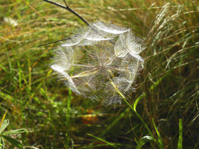 Waiting for the Wind