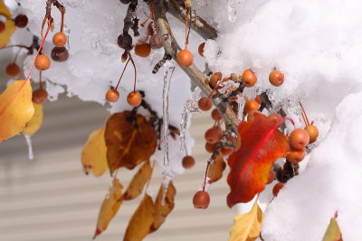 Icy Crab Apples