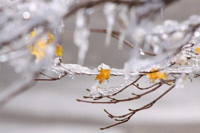 Frozen Leaves