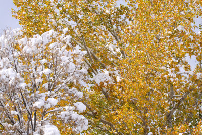 Cottonwoods and Snow