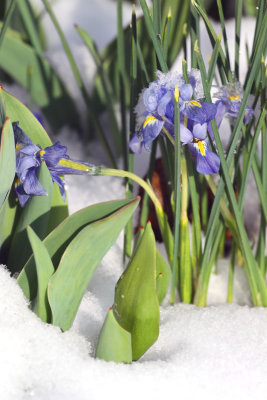 Irises in Snow
