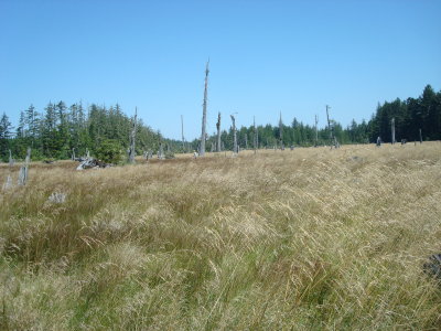 Ghost Forest