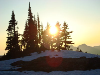 Sun through the rees