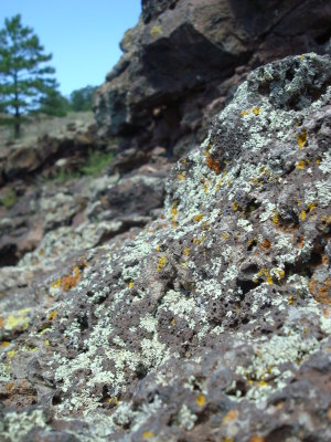 Rock and lichen