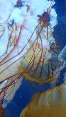Upclose to a Jellyfish