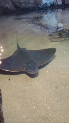 Swimming Ray