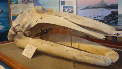 Whale Skull