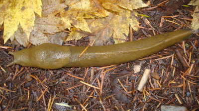 Cruising Banna Slug