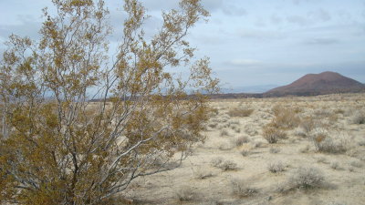 Desert