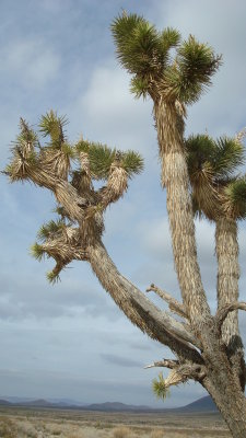 Joshua Tree
