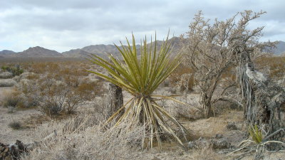 In the Desert