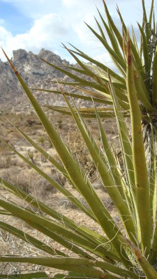 Yucca