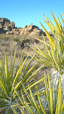 Desert green