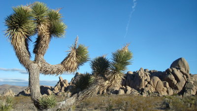 Joshua Tree and Rocks