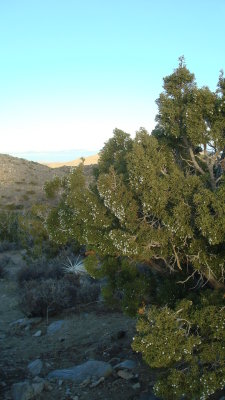 Juniper