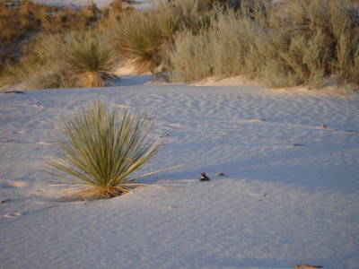 Dune growth