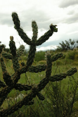 Cactus