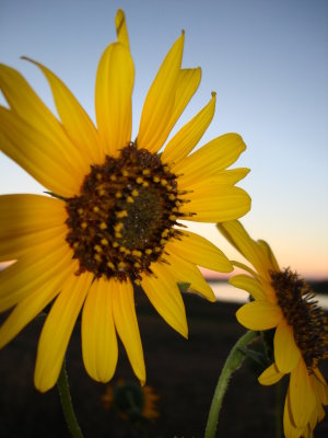 Sunset sunflowers