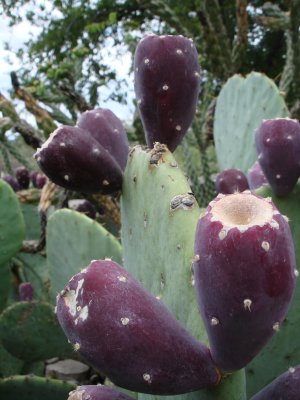 Prickly Pears