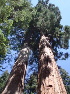 Tall trees