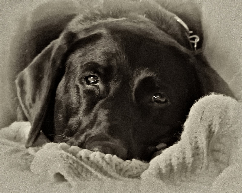 Labs are Love
