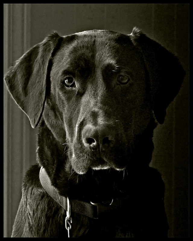 What do you mean no walk.jpg
