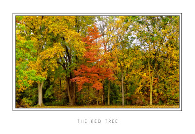 The Red Tree.jpg