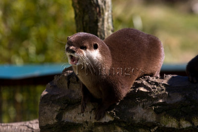Asian Short-Clawed Otter 