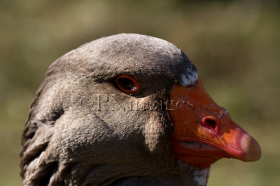 Toulouse Goose 