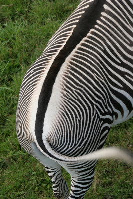 Striped Rear